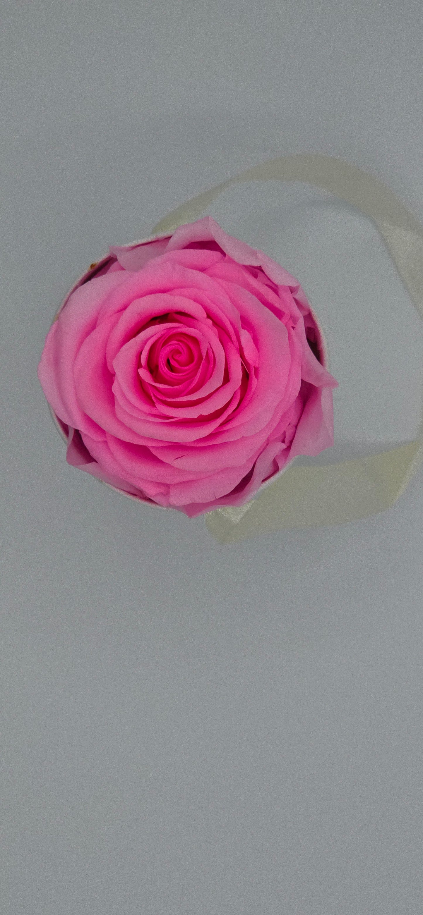 Boite ronde classique | 1 rose éternelle rose