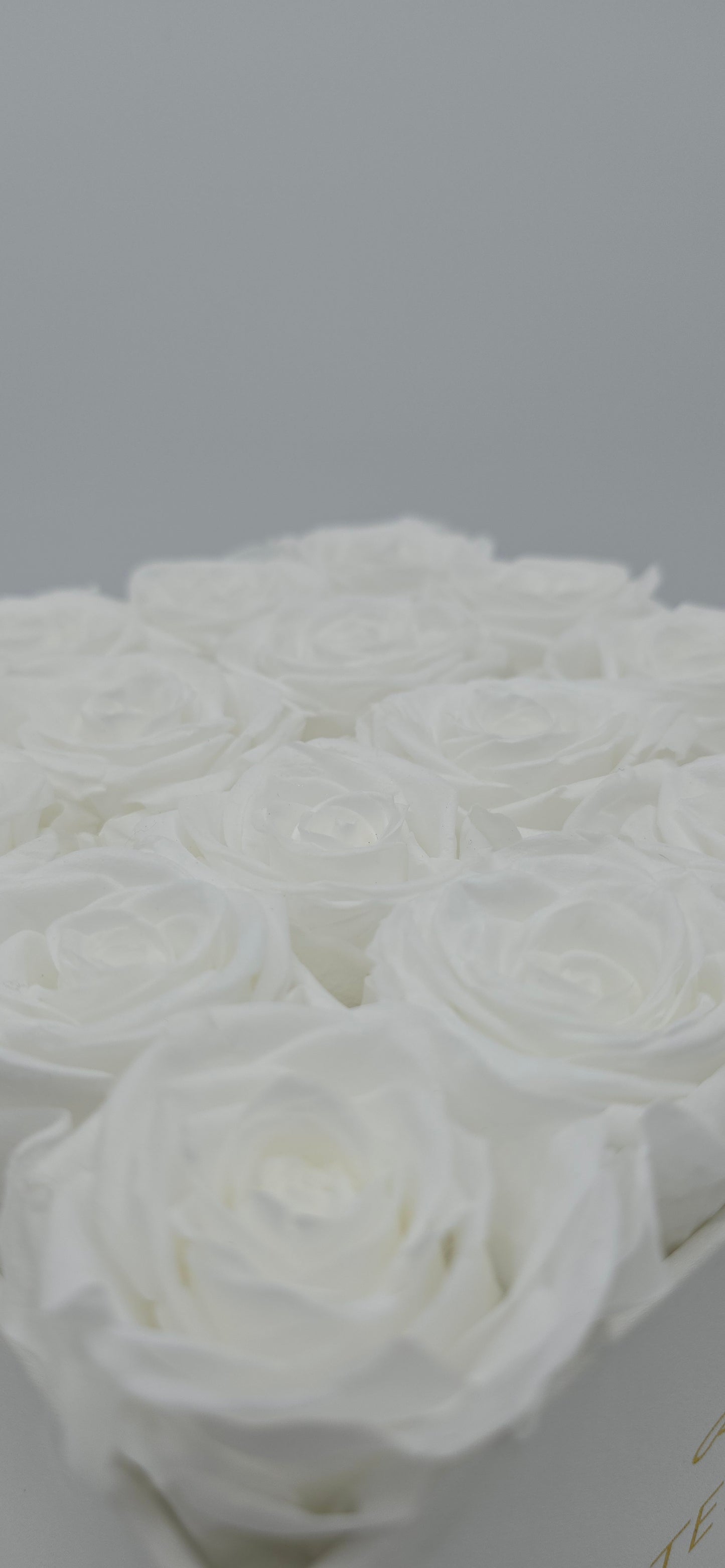 Boite carrée classique | 16 roses éternelles blanches