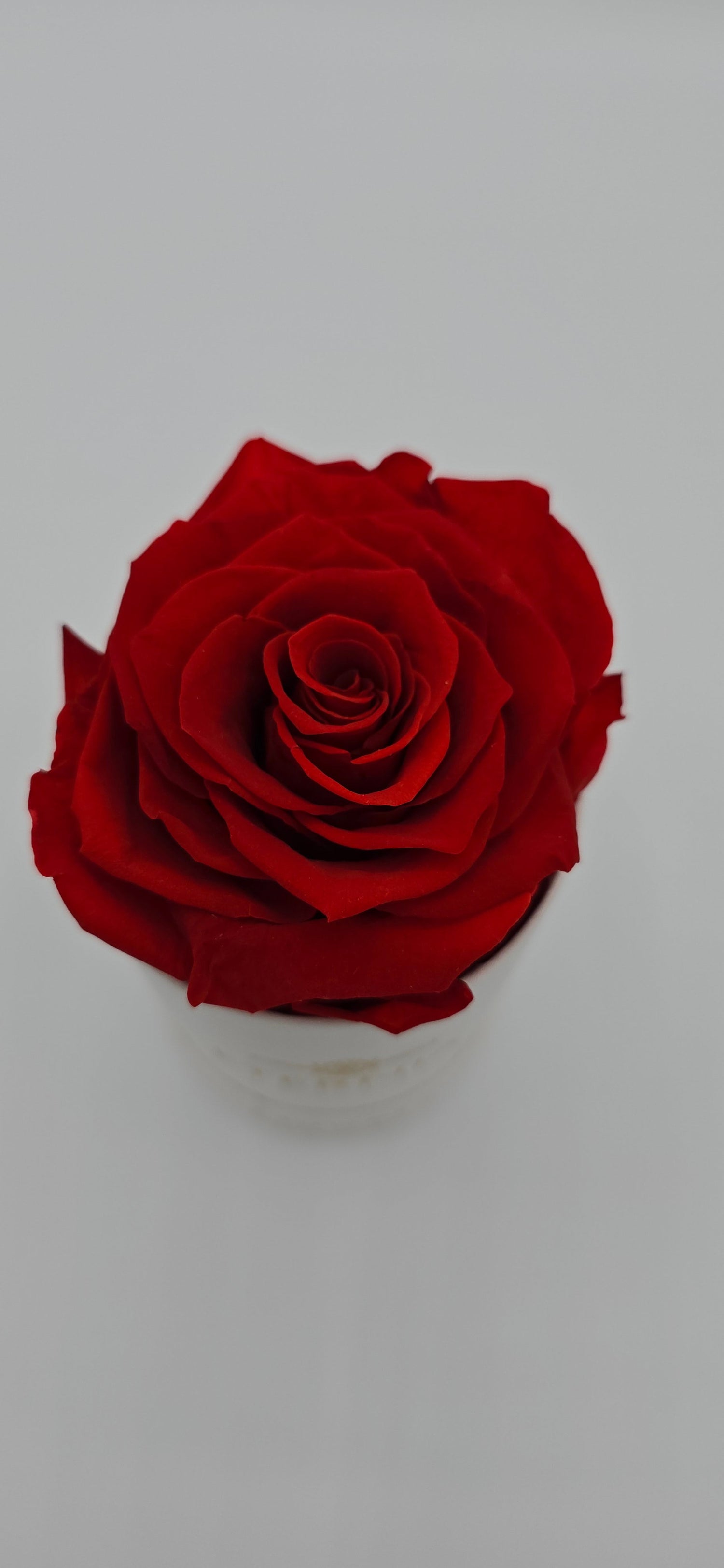 Boite ronde classique | 1 rose éternelle
