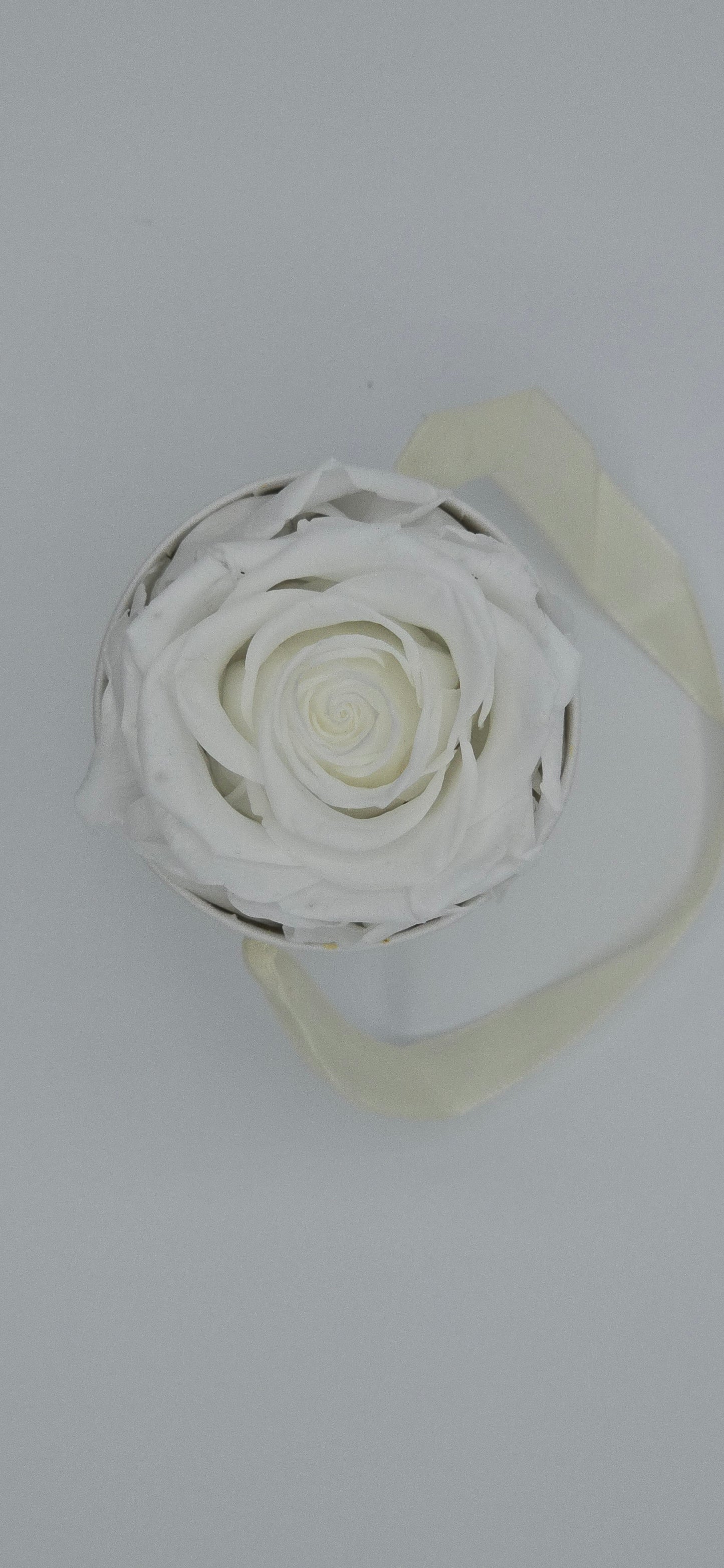 Boite ronde classique  |  1 rose éternelle blanche