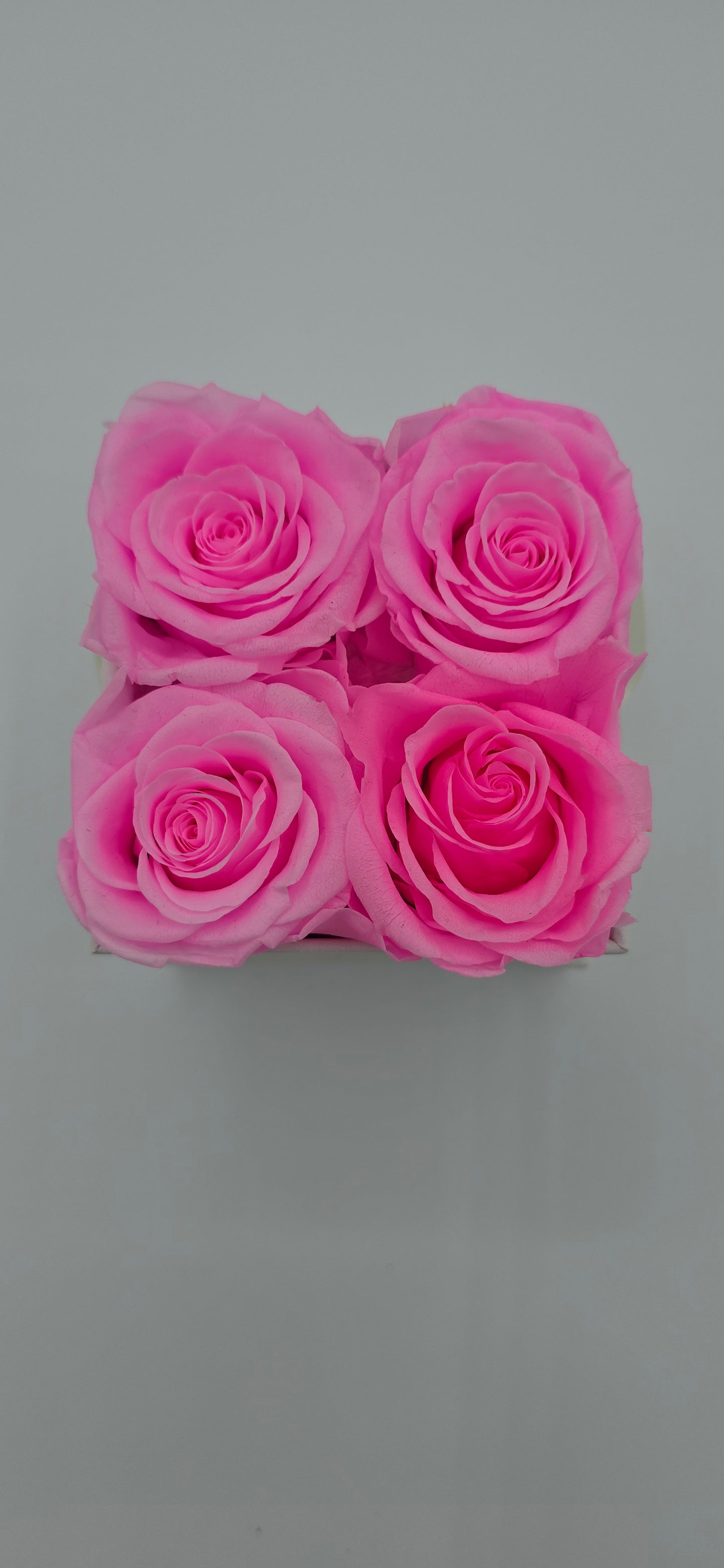 Boite carrée classique  |  4 roses éternelles roses
